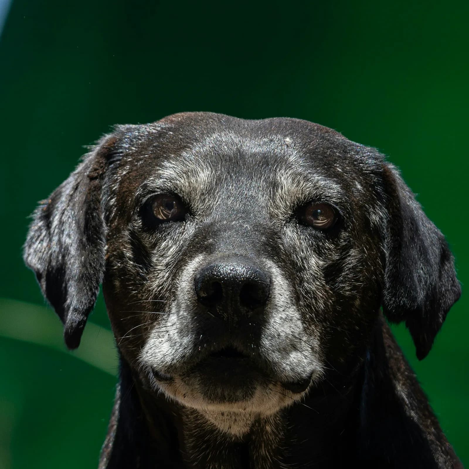 An older black dog with a grey muzzle, looking straight at the camera