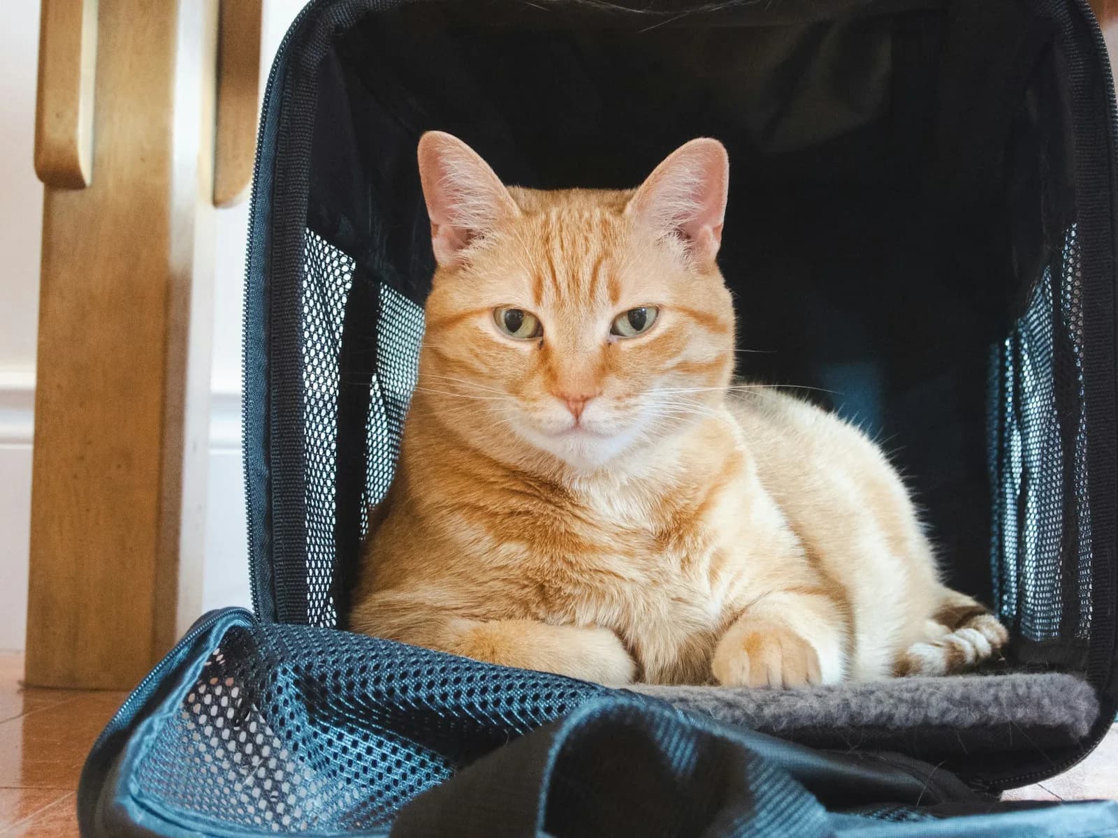 An orange tabby cat sitting calmly inside an open soft-sided carrier