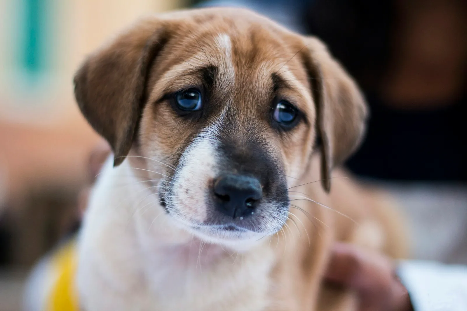 A tan and white puppy with worried eyebrows, looking up at the camera