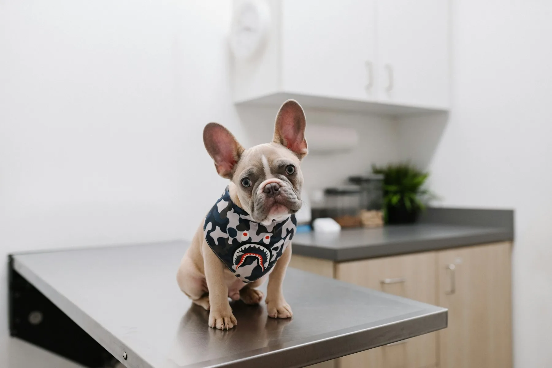 A French bulldog sitting on the steel exam table in a bright white exam room