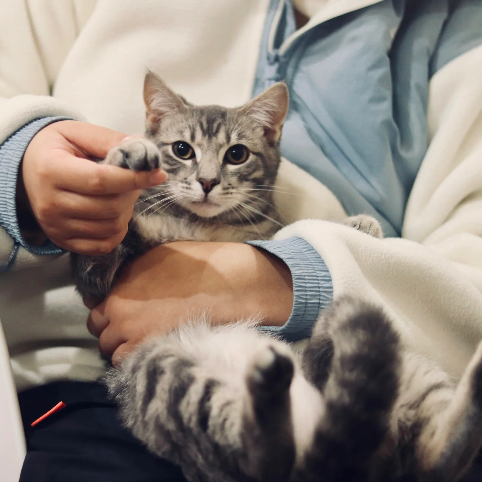 A silver tabby cat resting in someone's lap, held gently with both hands